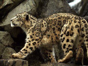 Snow Leopard