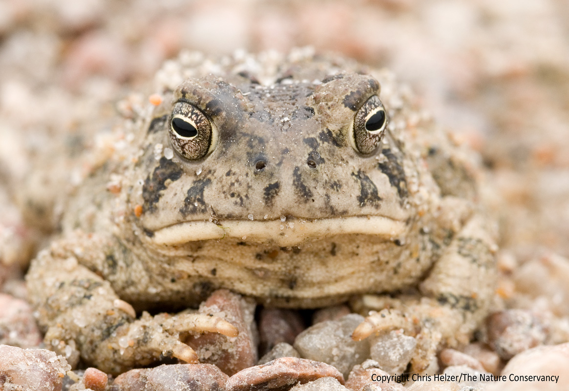 An Instance of Faith in the Dumbass Fat Toad in the Sky